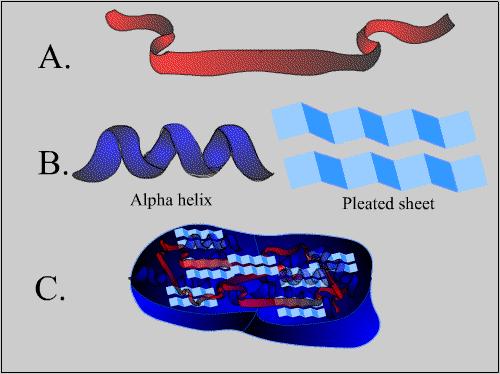 Three structures of proteins are illustrated (A) primary structure, its amino acid sequence; (B)