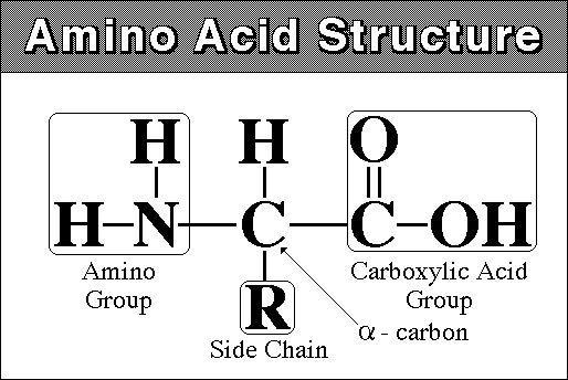 Amino Asitlerin Yapısı Amino