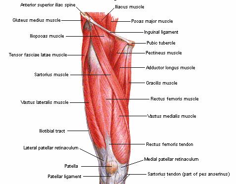 Kaslar: Dizin ekstansör kasları: Kuadriceps femoris kası bacağın en büyük kası, diz ekleminin baģlıca ekstansörüdür. Uyluk ön bölgesinde yer alan bu kas m. rectus femoris, m. vastus medialis, m.