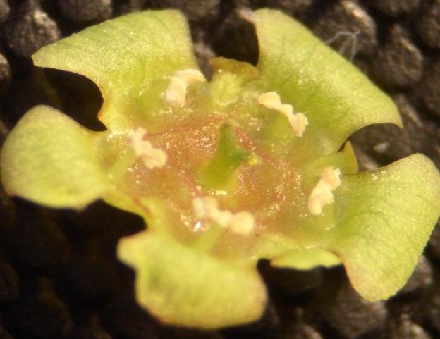 ġekil 4.6. Kırmızı Frenk üzümü çiçek kısımları (Harmet 1992) ġekil 4.7.Üzerinde çalıģılan kırmızı Frenk üzümü çiçek görüntüsü 4.