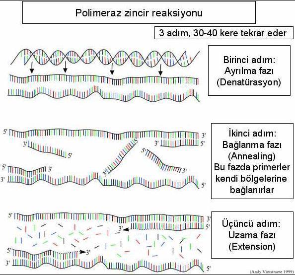 Polimeraz zincir reaksiyonu (PZR), in vitro koşullarında DNA dizilerinin