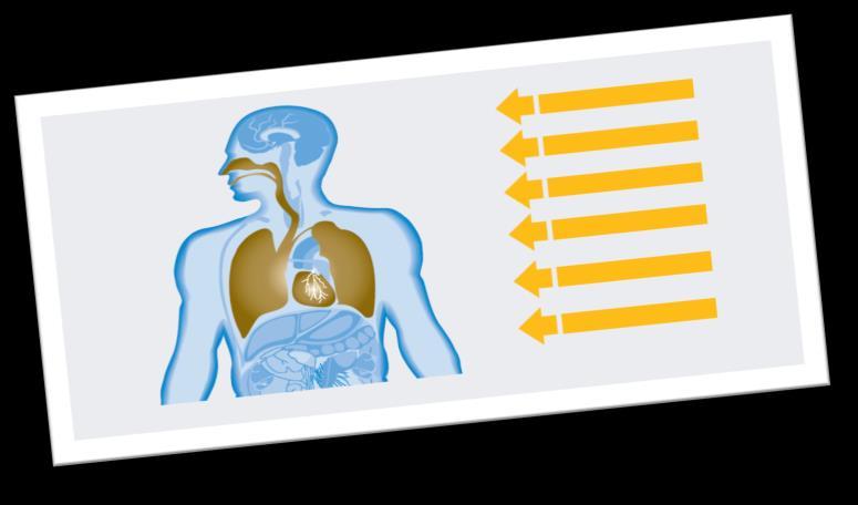 Üst Solunum Yolları: Astım ve bronşit gibi