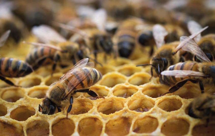 Tüm arılar ölürse, neler olur? Çeviri: SABRİYE AŞIR Arılar, dünyamız için son derece önemli bir role sahiptir.