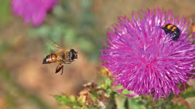 arılarının yüzde 90 ının kaçtığını bildirdiler.