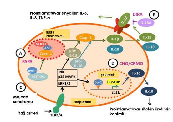 8 tarif edilmişlerdir. NLRP1, NLRP2, NLRP3, çift sarmallı DNA(dsDNA), AIM2(sensors absent in melanoma 2) ve NLRC4 tanımlanan inflamazomlardandır.
