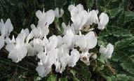Cyclamen hederifolium Album Beyaz renkli çiçek 15-20 cm