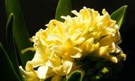 Hyacinthus orientalis Jaune / Yellow Sarı