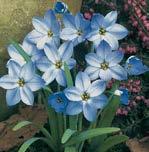 İlkbahar - Yaz, çokyıllık soğan Sonbahar 7-15 cm boy, 7-15 cm yayılım Mavi