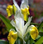 Iris bucharica Iris bucharica Dwarf Iris Tam güneşte, orta nemli ve iyi
