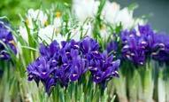 Iris /(diğer türleri ve alt-türleri) Iris /Dwarf Iris Iris