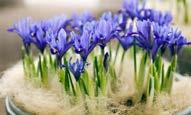 Kış sonundan ilkbahar başına Iris reticulata Harmony Mavi çiçek