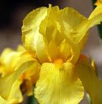 Iris germanica (Sarı) Iris germanica (Sarı) Sarı Süsen / Yellow Bearded Iris Türkiye nin her