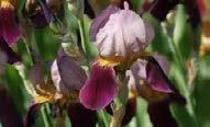 Iris /(diğer türleri ve alt-türleri) Iris germanica Alcazar Iris