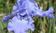 boy, 40-50 cm yayılım Iris germanica Natchez Trace Alt yapraklı