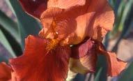 yayılım Iris germanica Springtime Madonna Alt yapraklar koyu mor, üst