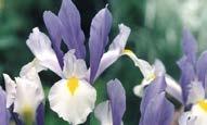 Iris /(diğer türleri ve alt-türleri) Iris /Dutch Iris Iris Eye of