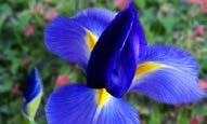 15-30 cm yayılım İlkbahar sonundan yaz başına Iris Silvery Beauty