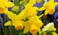 Narcissus /(diğer türleri ve alt-türleri) Narcissus Cheerfulness