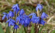 Mavi renkli çiçek 15-30 cm boy, 7-15 cm