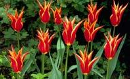 Tulipa /(diğer türleri ve alt-türleri) Tulipa Aladdin
