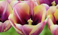 İlkbahar ortasından geç ilkbahara Tulipa Antarctica