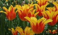 yayılım Geç bahar dönemi Tulipa Claudia Tulipa Flair Beyaz