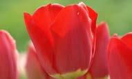 Peppermint Stick Tulip Fostery King Dışı kırmızı - içi beyaz