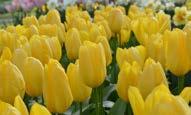 Tulipa /(diğer türleri ve alt-türleri) Tulipa Golden