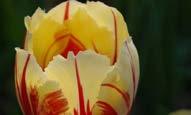 boy, 15-20 cm yayılım İlkbahar ortası Tulipa Leo Visser