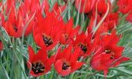 cm yayılım Geç ilkbahar dönemi Kırmızı çiçek 20-45 cm