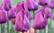 Tulipa /(diğer türleri ve alt-türleri) Tulipa /Lale - Tulip Tulipa