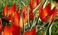 Kırmızı çiçek 50-55 cm boy, 15-20 cm yayılım Erken ilkbahar