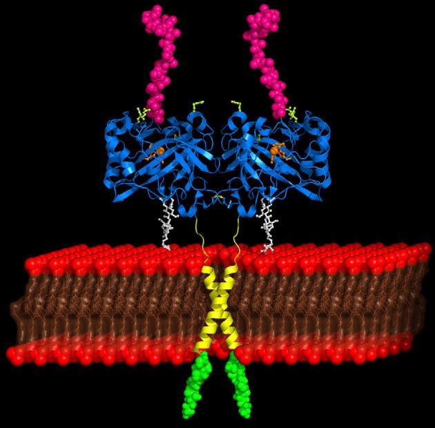 61 ġekil 1.27. CA IX dimerik proteininin temsili gösterimi (Supuran 2010).