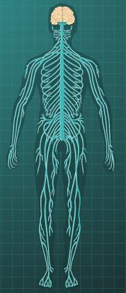 Organ Sistemleri Kardiyovasküler Sistem Solunum Sistemi Sindirim Sistemi Boşaltım