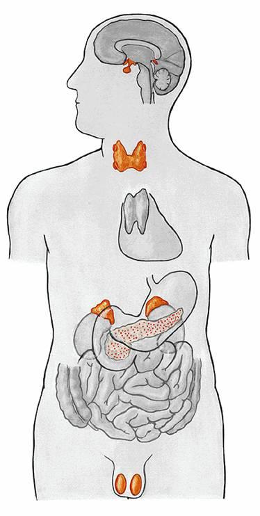 Organ Sistemleri Kardiyovasküler Sistem