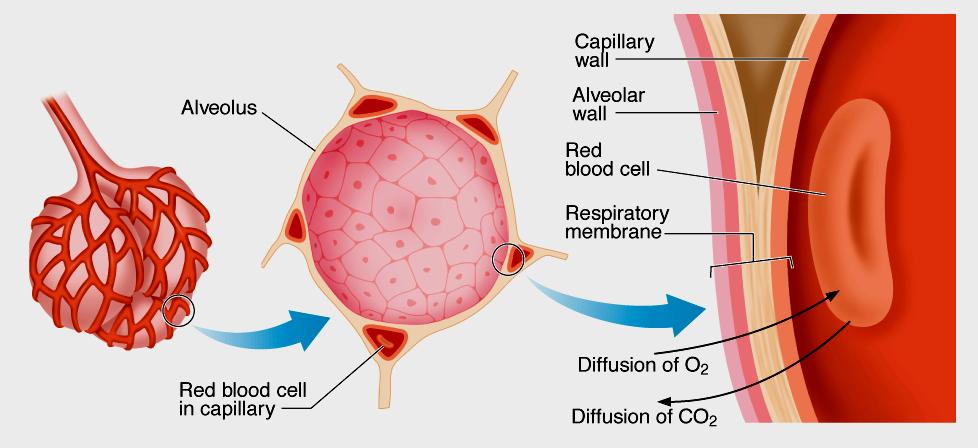 Solunum Membranı: Akciğerlerde alveolar hava ile pulmonal kan kan arasındaki karşıklı gaz alışverişinin