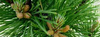 39 Pinus nigra Familya: Pinaceae Türkçe Adı: Karaçam (24) Yöresel Adı: Çam Toplandığı Yer ve Tarih: Taş çukuru 24.04.