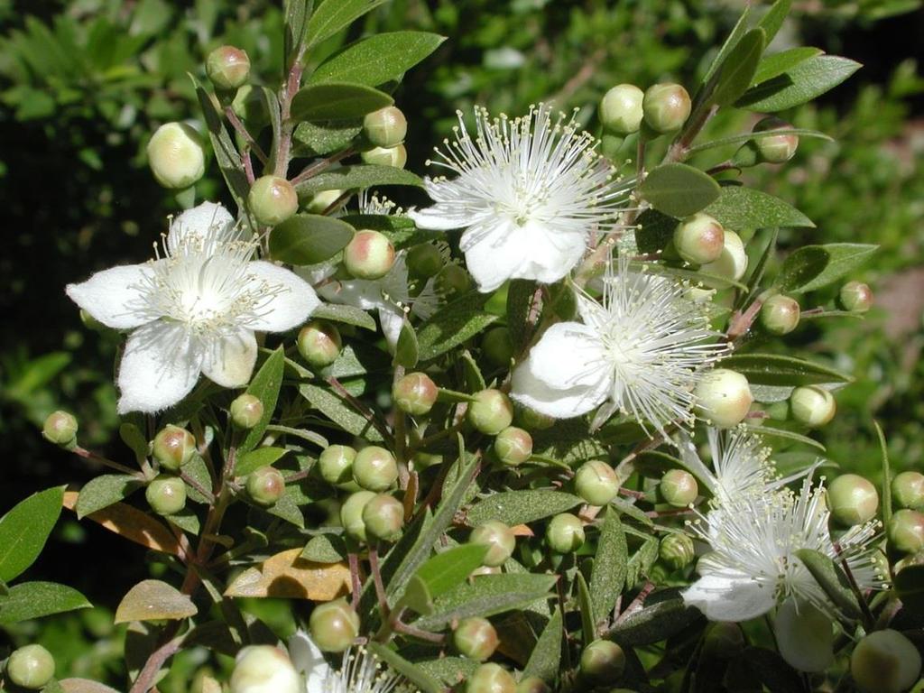 Myrtus