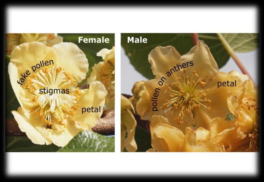 ÇİÇEKLER Kivilerde çiçekler yaprak koltuklarından tek tek veya salkım halinde oluşurlar. Ticari olarak yetiştirilen kivi çeşitleri 2 evciklidir.