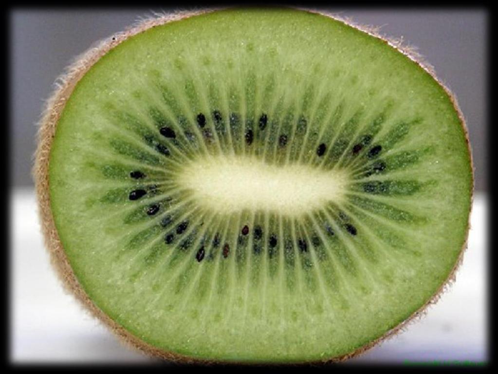 MEYVE Genelde meyve eni 4-5 cm, boyu 6-9 cm ve ağırlığı