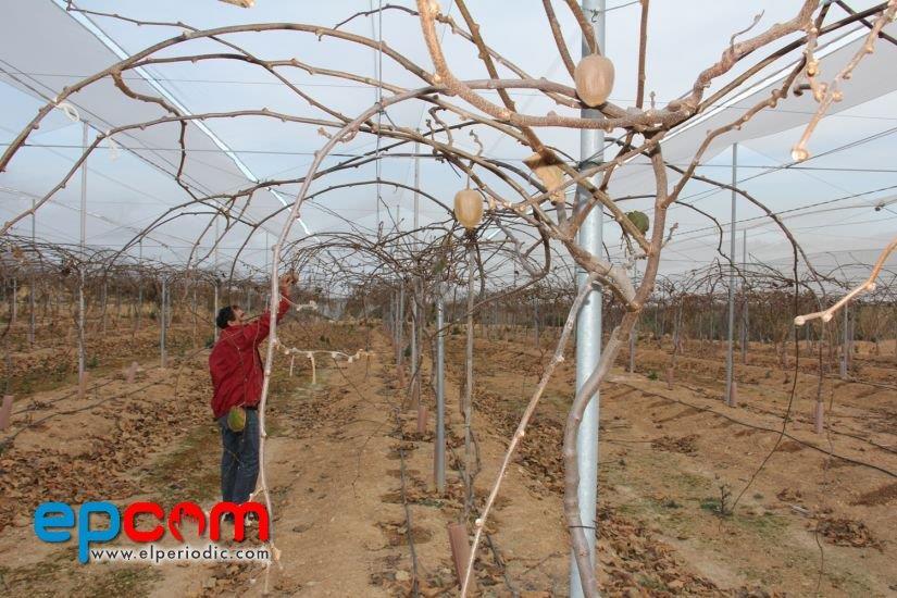 Direkler, ağaç, beton veya demir malzemeden yapılabilir. Beton direkler 10 x 10 cm kesitinde olabilir. Direk boyları ise uygulanacak terbiye şekline göre 2,5 3 m arasında olur.