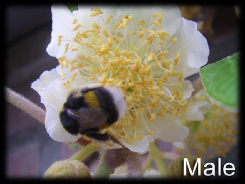 Tozlaşma Kivi iki evcikli bir bitkidir. Erkek ve dişi çiçekler ayrı bitkiler üzerinde bulunur. Tozlaşmayı sağlamak için arılardan faydalanılır.