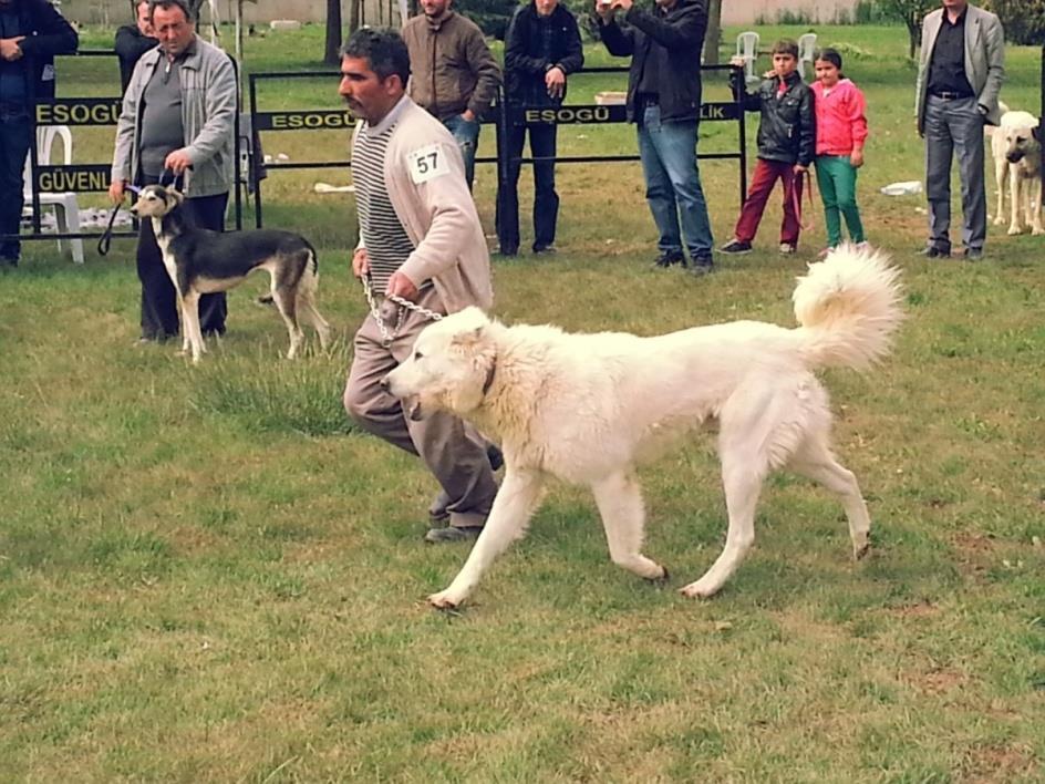 köpeğin dizlerini gerektiği gibi kırmasını engelleyecek dik sopa bacaklı bir yapı oluşturacaktır.