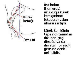 aynı hizadadır. Üstüne çıkıyorsa bunun nedeni omuz açısının dikleşmesi ve/veya üst kolun kısalmasından kaynaklanmaktadır. Dirsekler göğüse yapışıktır. Böylece yürüken adımlarını tam karşıya atabilir.