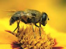Arının beslenmesi ve bal oluşumunda nektarları karbonhidrat kaynağı