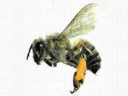 Polenler arılar tarafindan özel şekilde toplanır ve kovana taşınır.