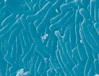 12 bakteri türü 12 bakteri kültürü Bifidobacterium longum Bifidobacterium breve Bifidobacterium bifidum