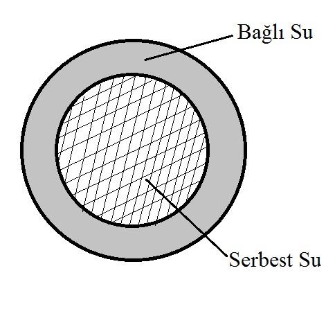 2.1. Odun Su İlişkileri Hücre çeperi içerisindeki boşluklarda tutulan suya hücre çeperine bağlı