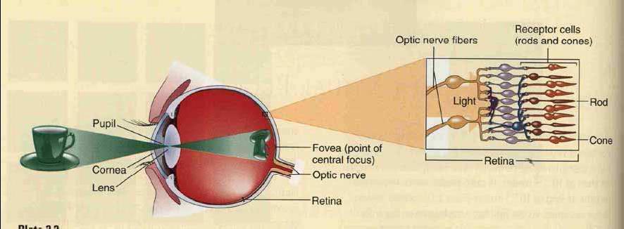 Çubuklar Bunlar renkten bağımsız olarak ışığın yoğunluğundaki değişimleri algılarlar Nesneleri siyah, beyaz ve gri tonları şeklinde algılarlar İnsanlar gece karanlığında düşük ışık olduğu durumlarda