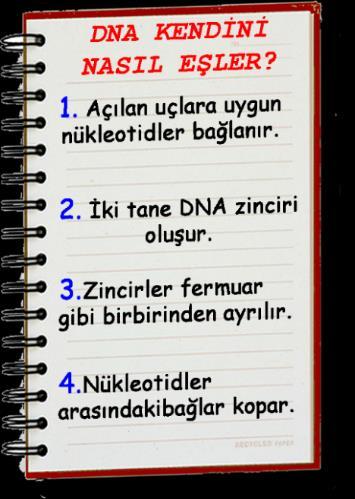 5. DNA nın kendini eşlemesi sırasında meydana gelen olayları karışık olarak sıralayan Esra, defterinin arka sayfasına bu olayların doğru sıralamasını yapmıştır.